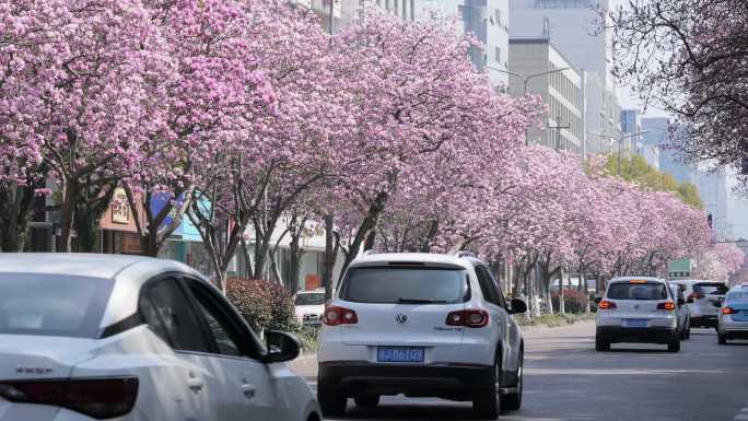 临海巾山路玉兰花