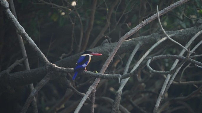 印度孙德尔本斯红树林中的黑冠翠鸟