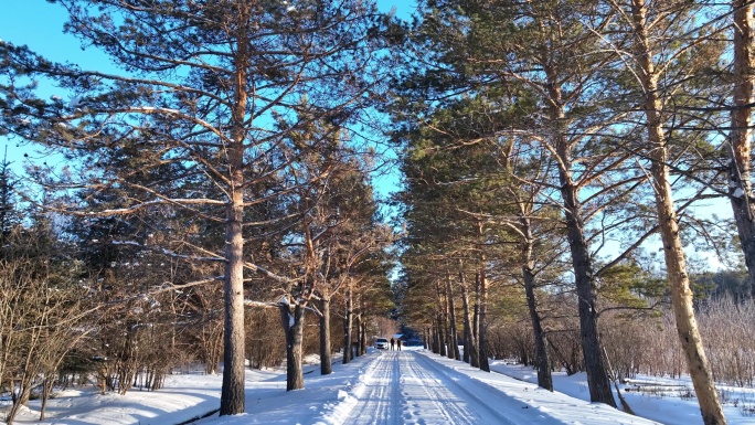 通向林海雪原的雪路