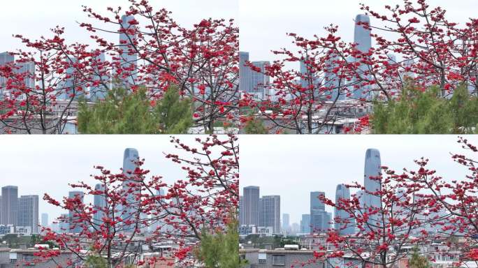 中国广东省广州市海珠区黄埔村木棉花