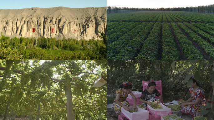 新疆吐鲁番葡萄沟葡萄采摘葡萄架新疆水果