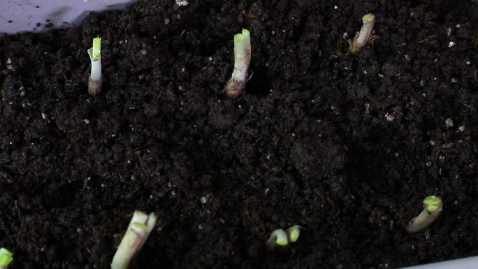 盆栽蔬菜 韭菜根 种植到塑料盆 移栽