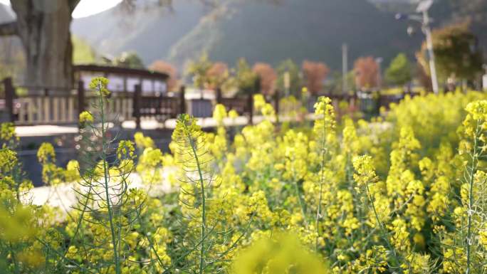 春天田园乡村油菜花