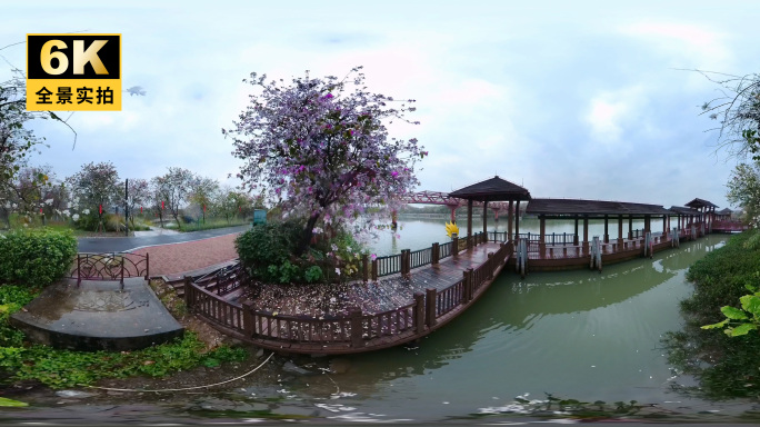 湿地公园紫荆花全景