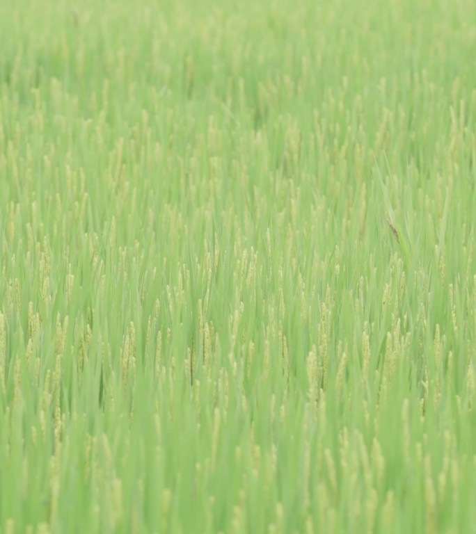 稻田和狗尾巴草