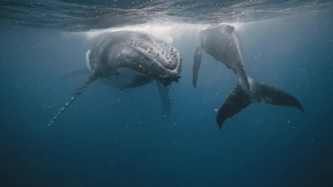 在南太平洋海底休息的座头鲸(新角巨翅目);4K水下POV。