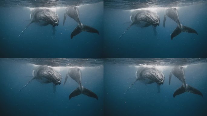 在南太平洋海底休息的座头鲸(新角巨翅目);4K水下POV。