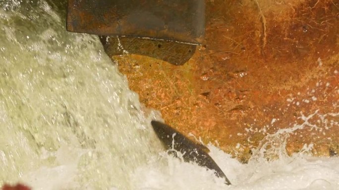 奇努克鲑鱼迁徙到加纳斯加河上游产卵的慢镜头。瀑布与植物鲑鱼产卵。加拿大安大略省霍普港的科贝特大坝。