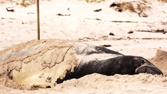 在海滩上，每年蜕皮时，老皮肤的南象海豹翻过来
