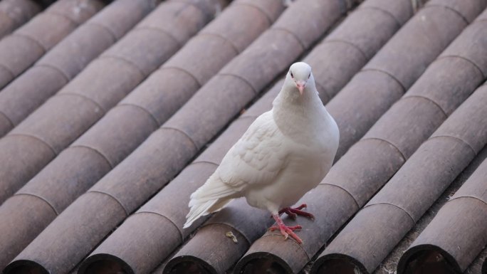 屋檐上的白鸽赋能