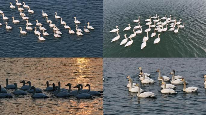 汾河水域生态环境吸引白天鹅迁徙觅食