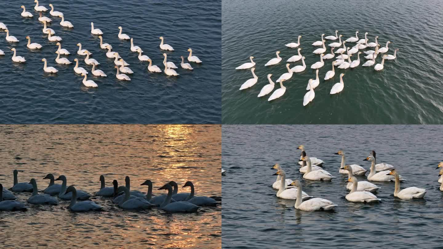 汾河水域生态环境吸引白天鹅迁徙觅食
