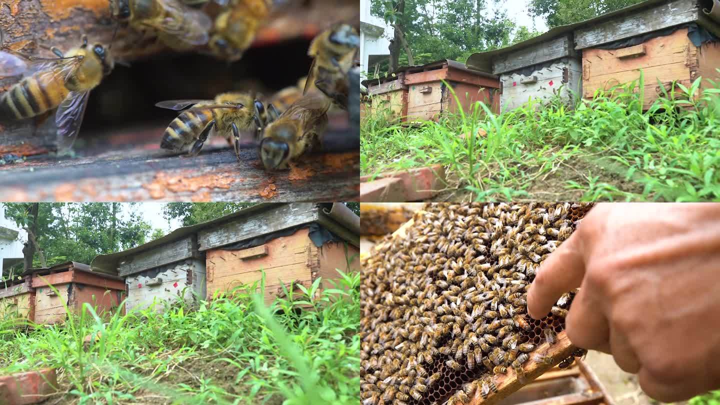 蜜蜂养殖 蜂箱采蜜