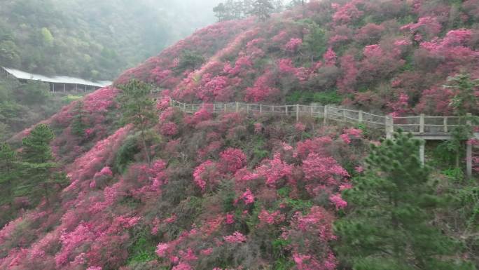 武汉黄陂云雾山漫山遍野杜鹃花风景航拍1