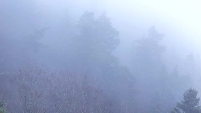 空中缓慢飞行接近幽灵树出现在浓雾在一个空灵的喜怒无常的山林