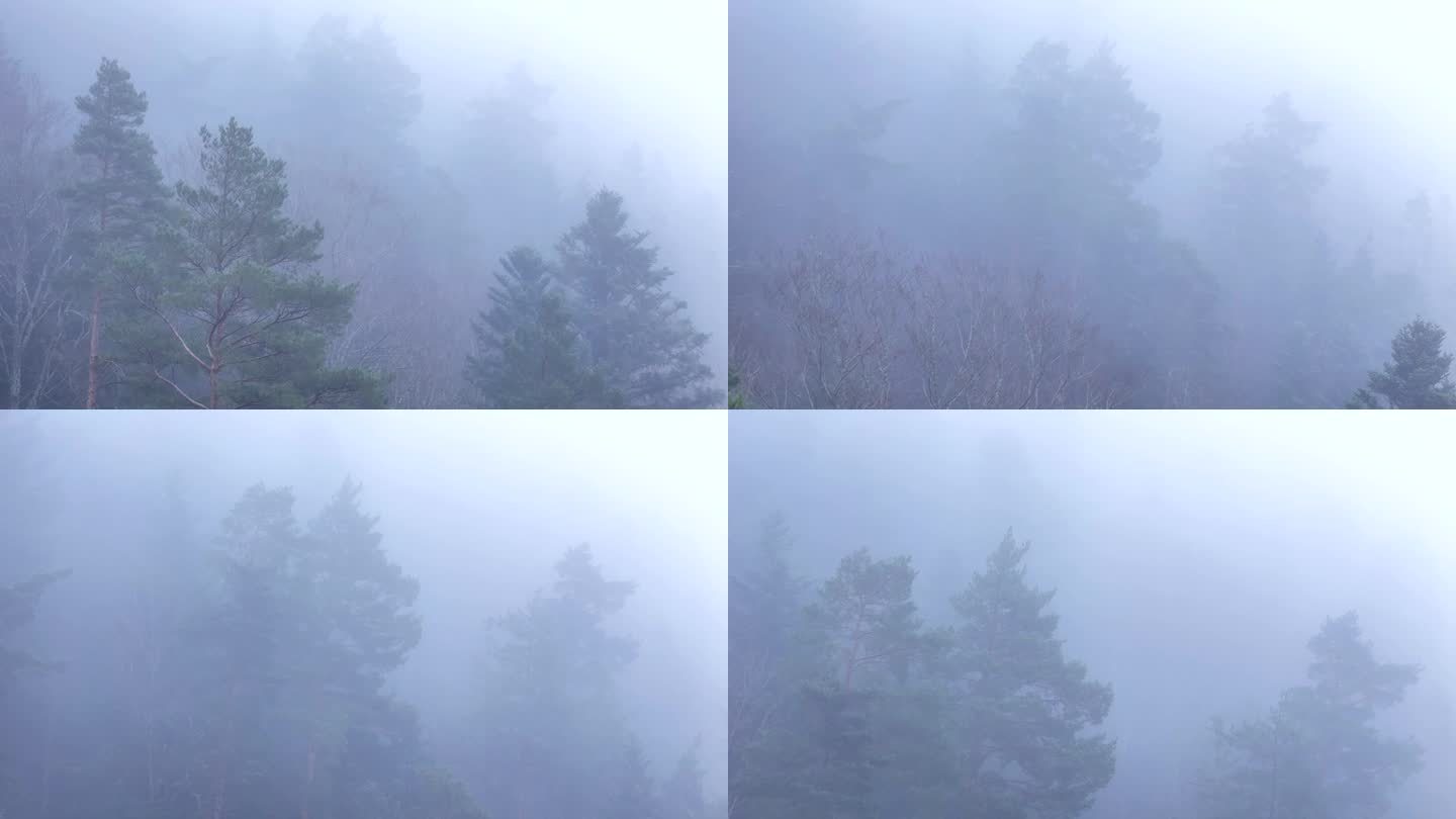 空中缓慢飞行接近幽灵树出现在浓雾在一个空灵的喜怒无常的山林