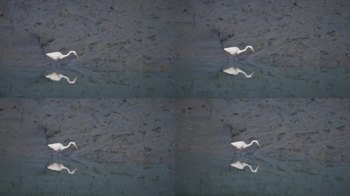孙德尔本斯红树林水域中的大白鹭
