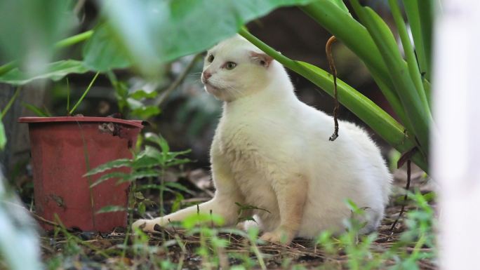 流浪街头的猫咪