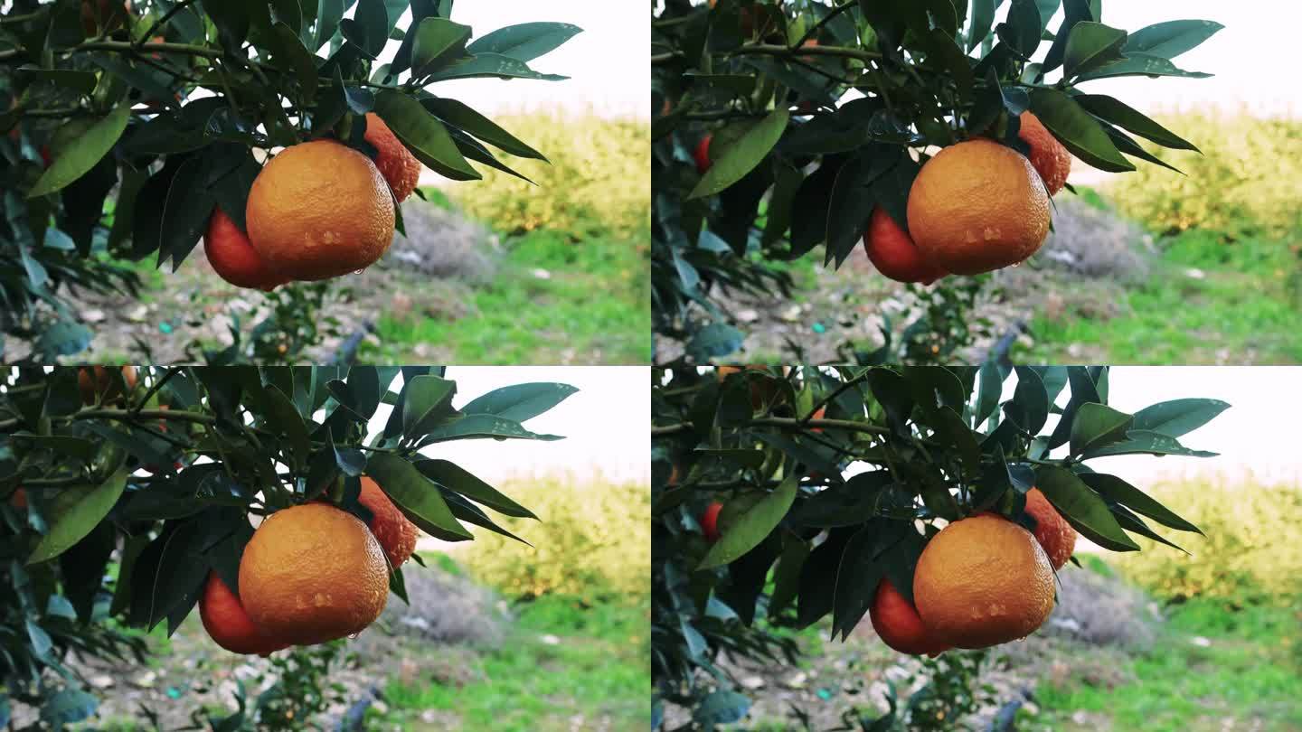 农场特写，新鲜，橘子在树上，完美的当地农产品主题。突出农场，新鲜，橙色在自然环境。理想的农场，新鲜，