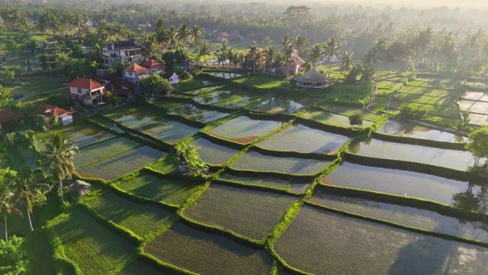 印度尼西亚巴厘岛乌布的水稻梯田充满了水。航拍巴厘岛的自然风光——日出时的稻田和棕榈树