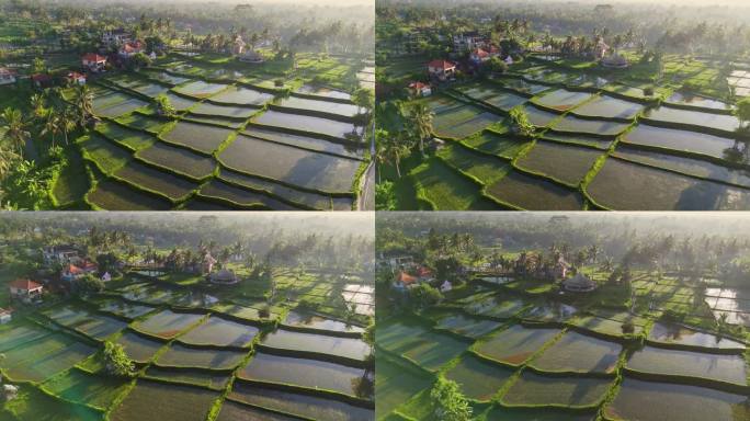 印度尼西亚巴厘岛乌布的水稻梯田充满了水。航拍巴厘岛的自然风光——日出时的稻田和棕榈树
