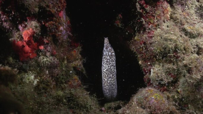 一只漂亮的斑点海鳗从它的洞穴里出来检查相机。用佳能R5 4K相机拍摄。