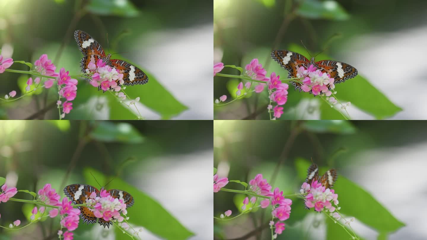 黑色和橙色的黑脉金斑蝶正在吃粉红色的花。热带蝴蝶从花中采集花蜜并飞走的慢动作镜头