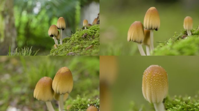 树下的蘑菇野生菌