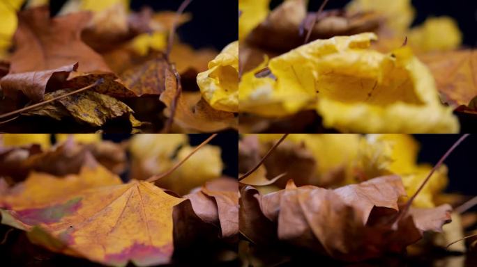 一堆落叶缓缓地旋转着，在昏暗的背景下散发着秋天的暖色调。