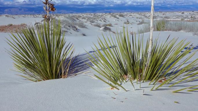 白色石膏沙上的丝兰和干燥的沙漠植物。美国新墨西哥州的白沙国家纪念碑