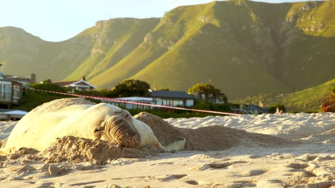 南象海豹在沙滩上舒适地打盹