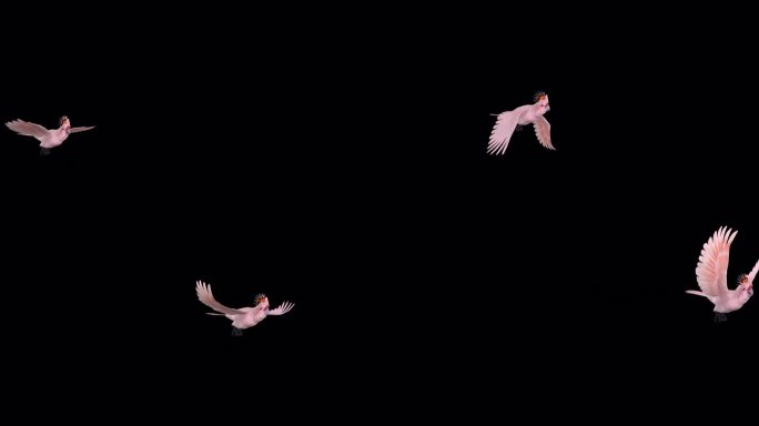 粉红凤头鹦鹉-鹦鹉鸟-飞行过渡- 3 -阿尔法通道
