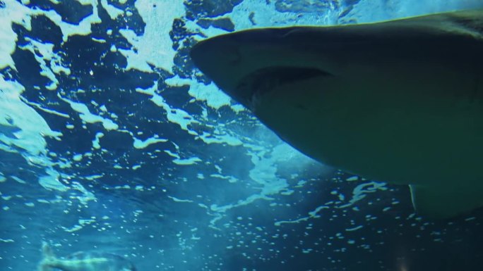雄伟的捕食者:海底鲨鱼的王国