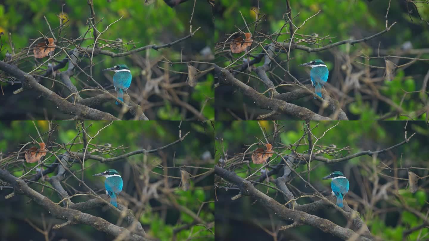 印度孙德尔本斯红树林中的领羽翠鸟