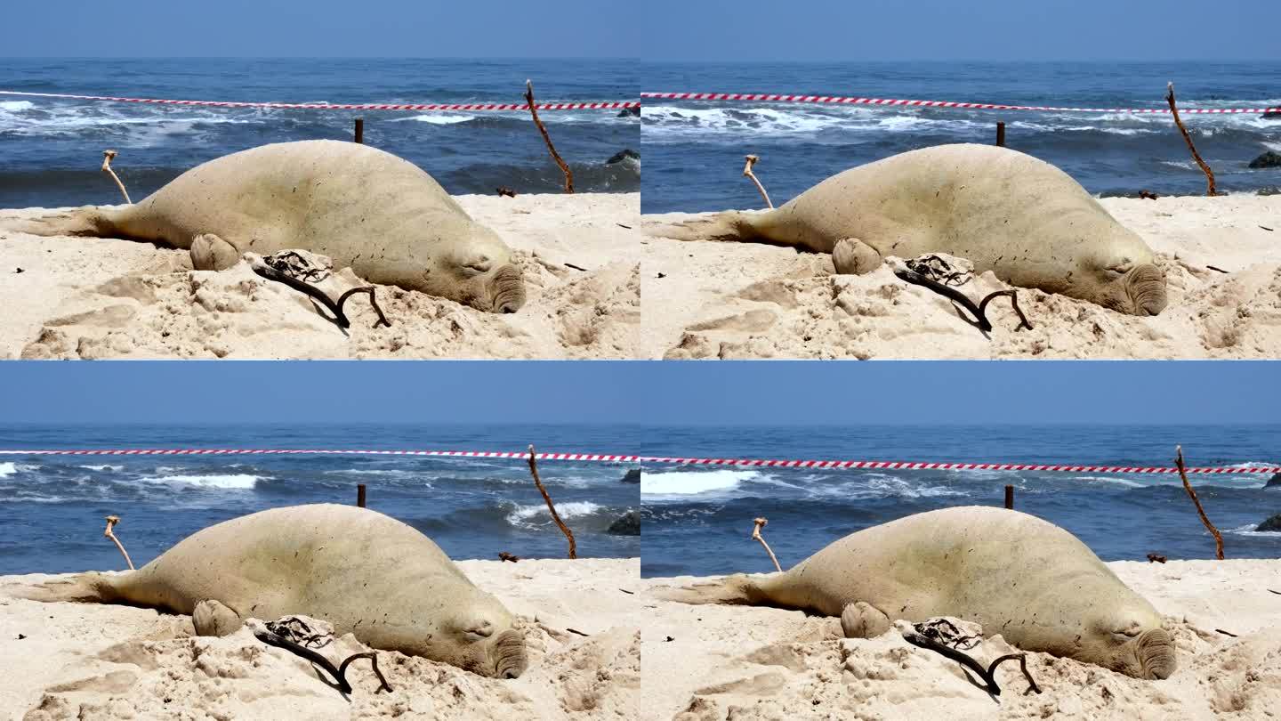 沙滩上的南象海豹准备开始一年一度的换毛