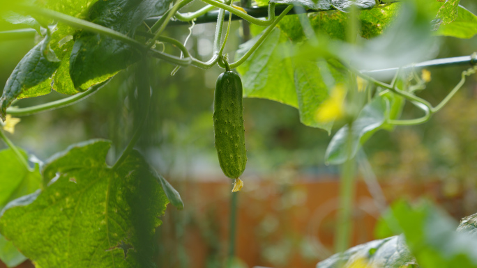 田园植物 绿色蔬菜 风铃