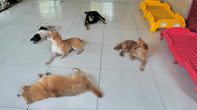 不同品种的流浪狗孤独地躺在收容所里的地板上，忍受着饥饿悲惨的生活，无家可归。动物庇护所概念