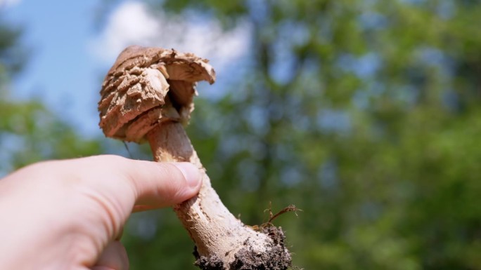 手握毒蘑菇，背景是模糊的树木，蓝天