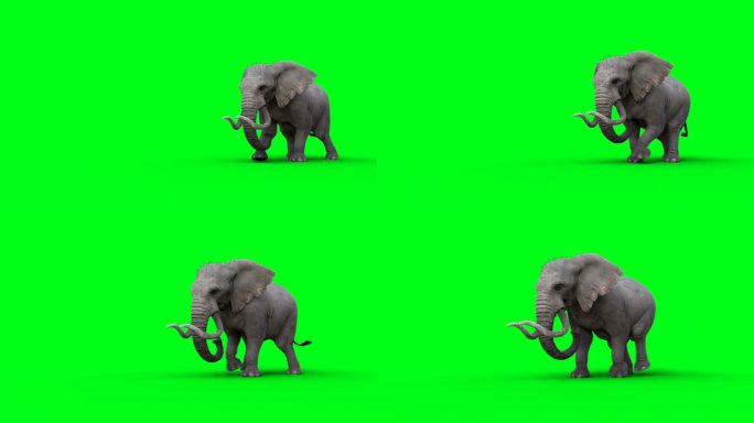 非洲象走路。绿屏4k。