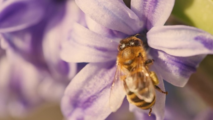 蜜蜂在花园里采蓝风信子花蜜的特写镜头