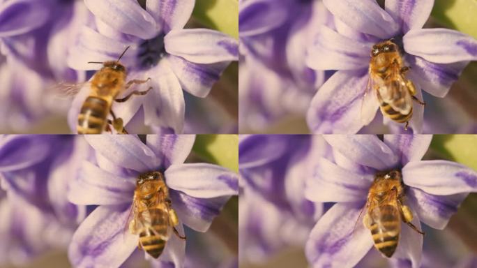 蜜蜂在花园里采蓝风信子花蜜的特写镜头
