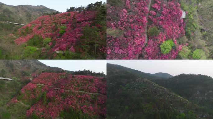 武汉黄陂云雾山漫山遍野杜鹃花风景航拍3