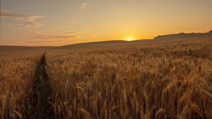运动控制延时小麦作物生长在日出的农村田地