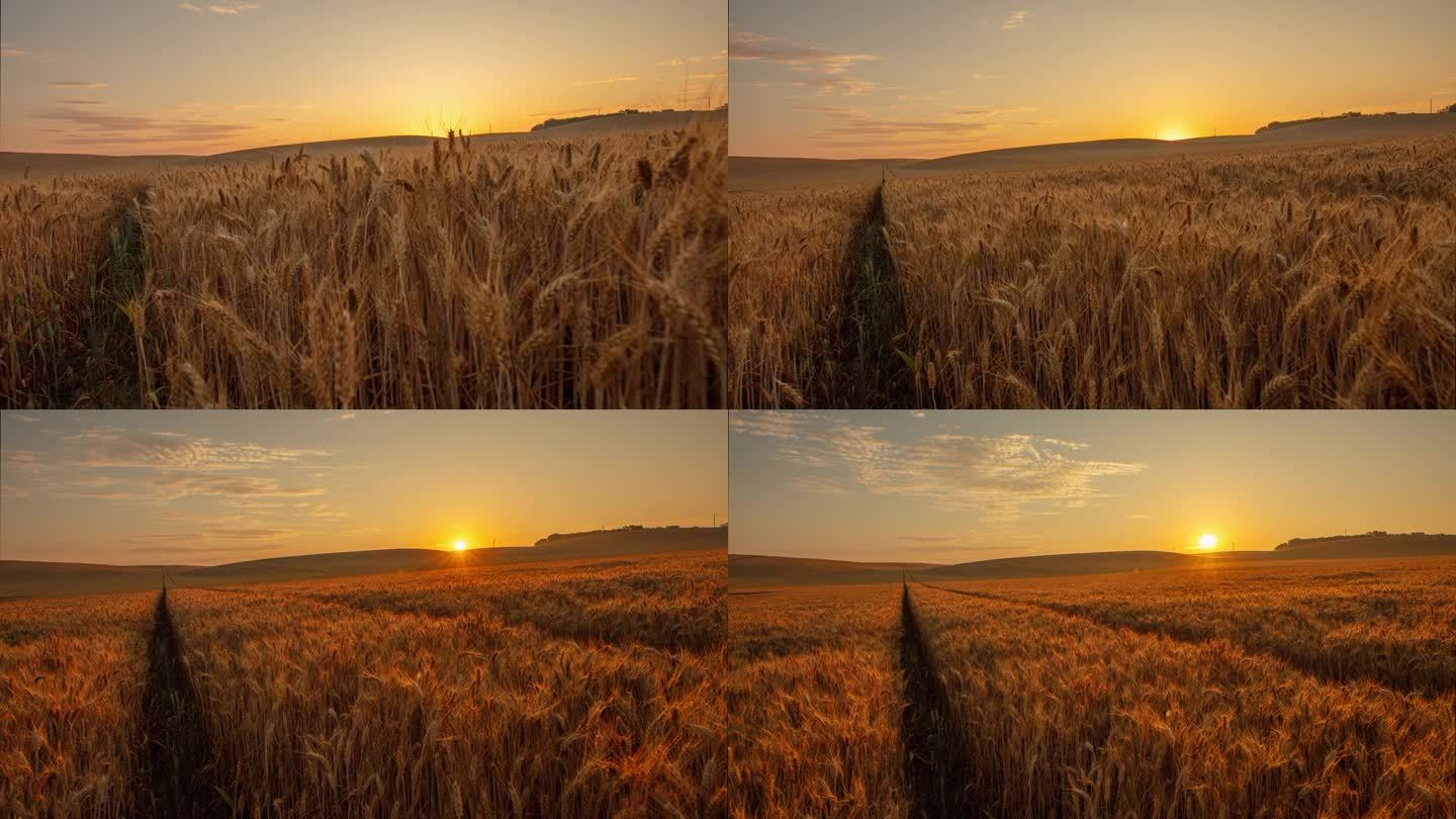 运动控制延时小麦作物生长在日出的农村田地