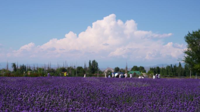 新疆伊犁街头紫色薰衣草庄园