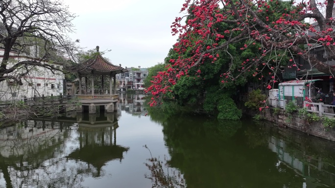 中国广东省广州市海珠区黄埔村木棉花