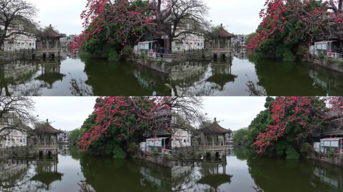 中国广东省广州市海珠区黄埔村木棉花