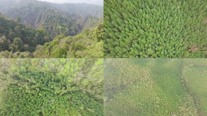 原始森林风光 茂密林海自然风光 深山密林