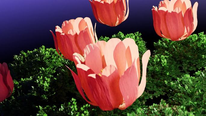 3种唯美花朵绽放动画（60p帧率）