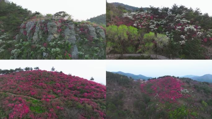 武汉黄陂云雾山漫山遍野杜鹃花风景航拍2